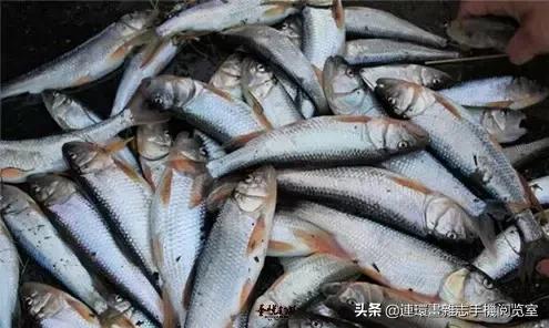 淡水魚的種類圖片,淡水魚的圖片(中國常見的20種淡水魚)