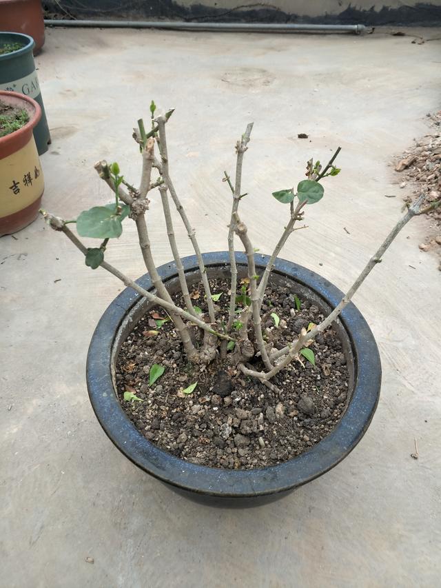 茉莉花的养殖方法和注意事项，茉莉盆栽的养殖方法和注意事项（立春“茉莉花”）