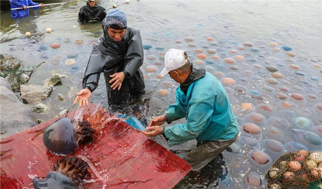水母和海蜇头是什么关系，水母和海蜇头是什么关系图片（我们平时吃的都是海蜇皮和海蜇头）