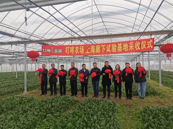 米苋，“金山菜”24小时从田间到餐桌（米苋菜）