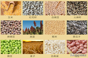 鸽子喜欢吃什么食物，现在才知道，鸽子原来吃这些