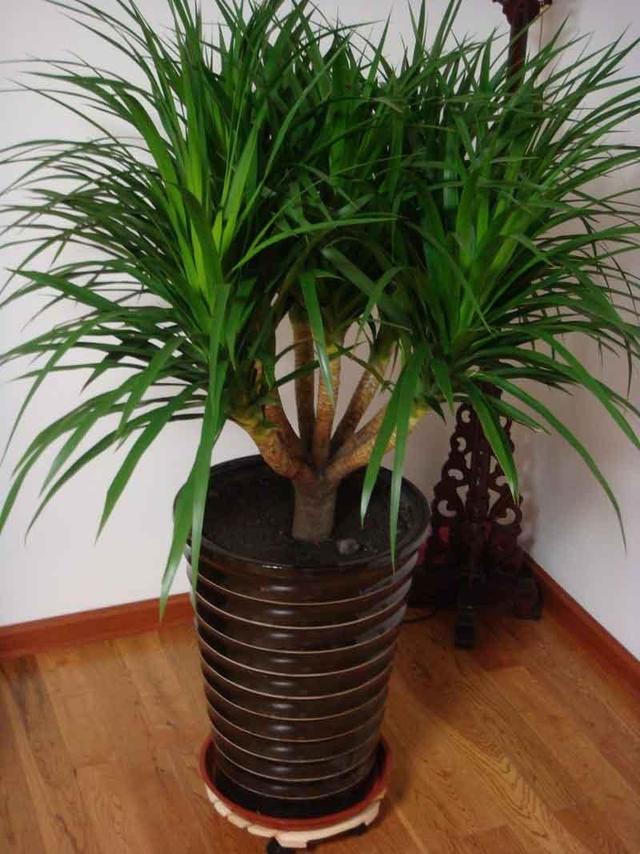 巴西木的养殖方法，巴西木的养殖技巧（龙血树的养殖方法和注意事项都在这里）