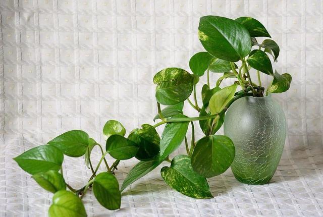 绿萝的作用，绿萝长高了怎么办（绿萝花的功效和作用）