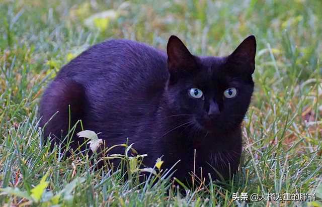 驱赶猫长期有效好办法，驱猫最有效的方法（发情野猫叫声太烦人）