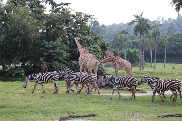 长隆水上乐园门票多少钱一张，长隆水上乐园门票多少钱一张票（国内最贵的野生动物园）