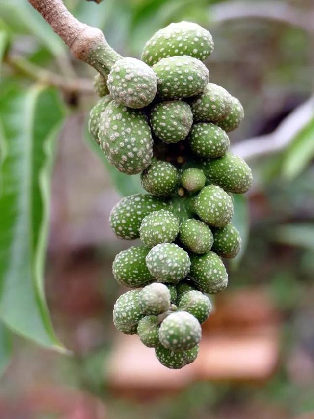 黄兰  黄兰图片,黄桷兰黄叶的原因和处理办法(黄葛兰树图片)