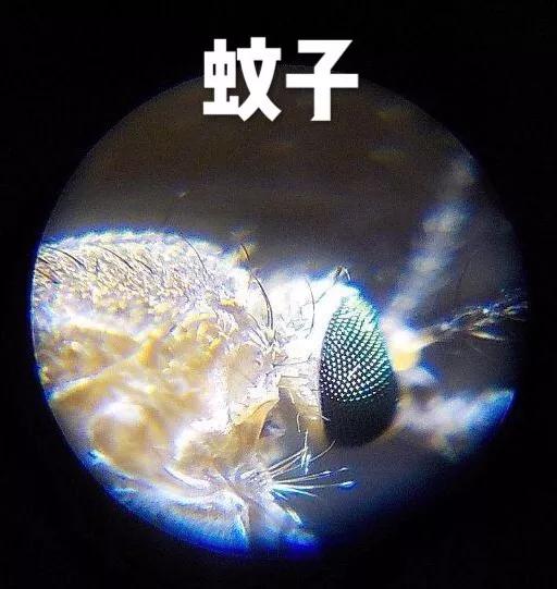 儿童科学探索显微镜，启发孩子科学探索思维