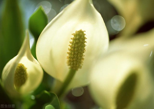 神奇的植物有哪些，世界上最神奇的植物（十种奇特的自然界植物）