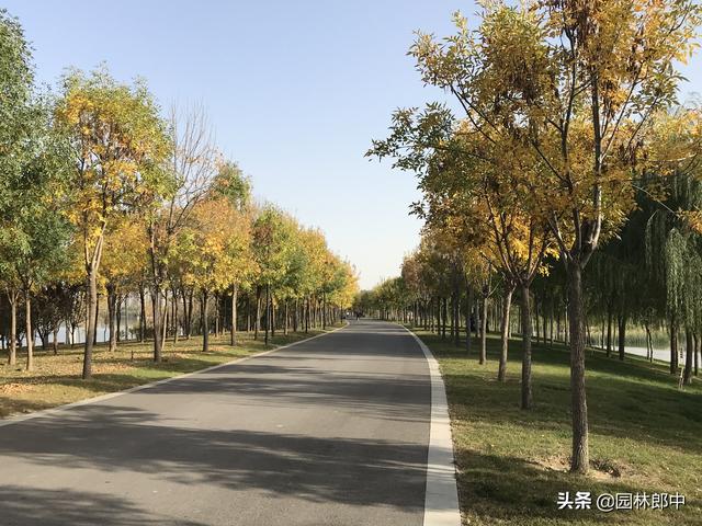 白蜡树种植方法及注意事项，但在种植过程中有几个问题需要特别注意