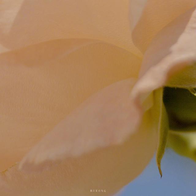 风很温柔 花很浪漫 你很特别 我很喜欢 .，微信头像，风很温柔 花很浪漫 你很特别 我很喜欢 .（唯美花朵头像，请收下）