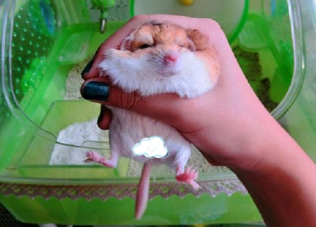 仓鼠有什么品种，仓鼠的品种有什么（第5种国内几乎没人养）