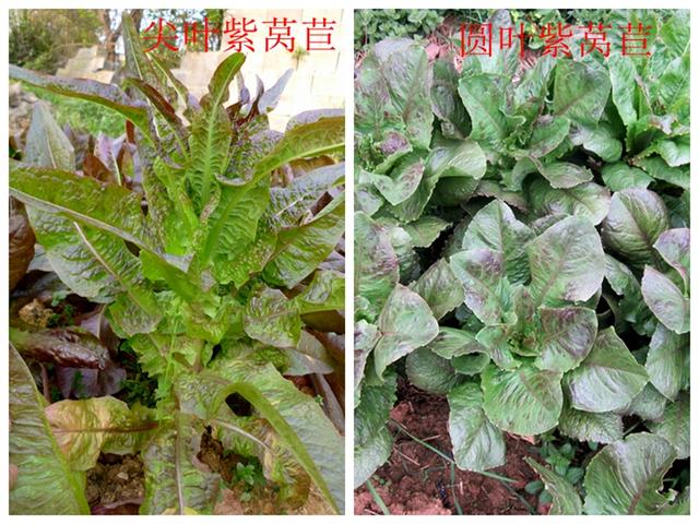 莴苣和莴笋的区别，油麦菜与莴笋的区别（蔬菜档案叶菜类<8>莴苣）