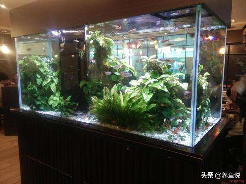 金鱼多久换一次水(养鱼的水浑浊教你一个笨方法)