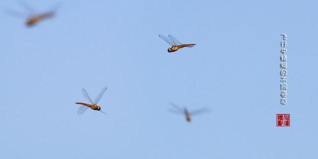 蜻蜓有几对翅膀，蜻蜓有几对翅膀几条腿几对触角（作为昆虫界优秀的飞行员）