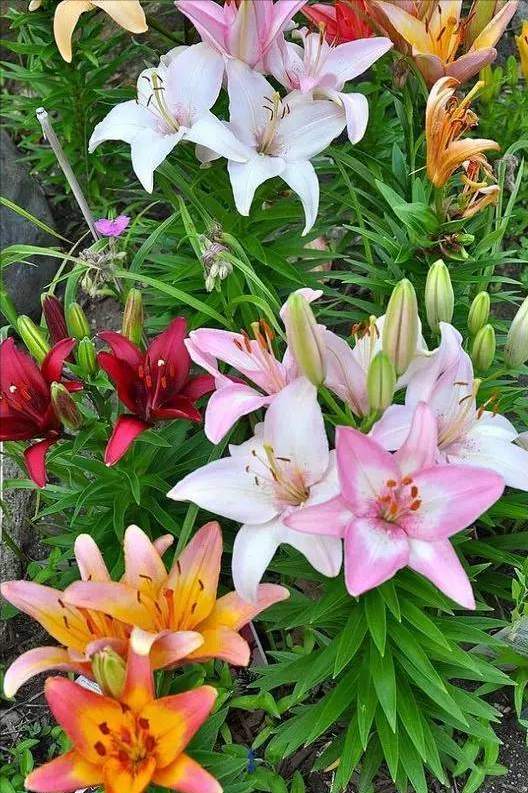 百合玫瑰花束的寓意，百合和玫瑰的花束寓意是什么（2个月就开花）