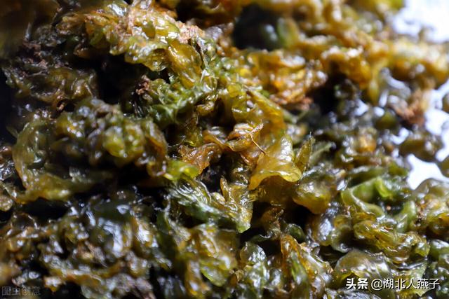 野菜种类有什么，野菜的种类和图片大全（你想要的野菜这里都有）