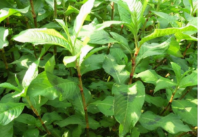 秦椒是什么样的，秦椒是什么辣椒（它叫“辣椒草”）