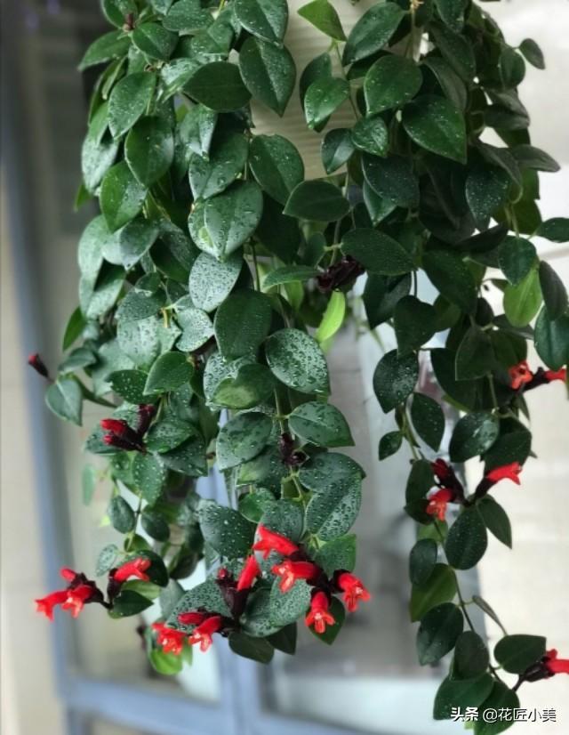 口红吊兰扦插的5个要点