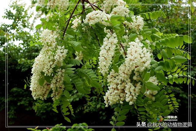 槐花的花语，槐花的花语为春之爱意（天天花语：又是槐花飘香时）