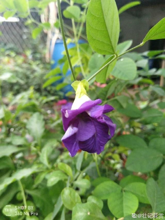 生僻唯美的花名，生僻唯美的花名四字（6种小众花）