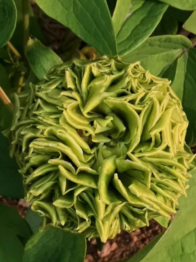 牡丹是什么意思，凤穿牡丹是什么意思（现在是牡丹盛开时节）