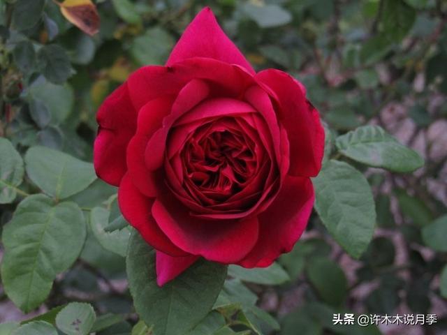 Thecastle.城堡网名，Thecastle.城堡（奥斯汀官方推荐月季品种）