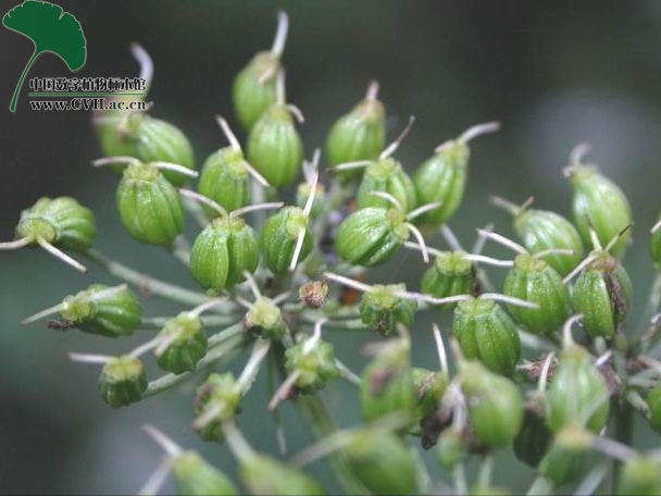 本草图经作者是谁，《本草图经》的作者（芎藭 蘼蕪 藁本）