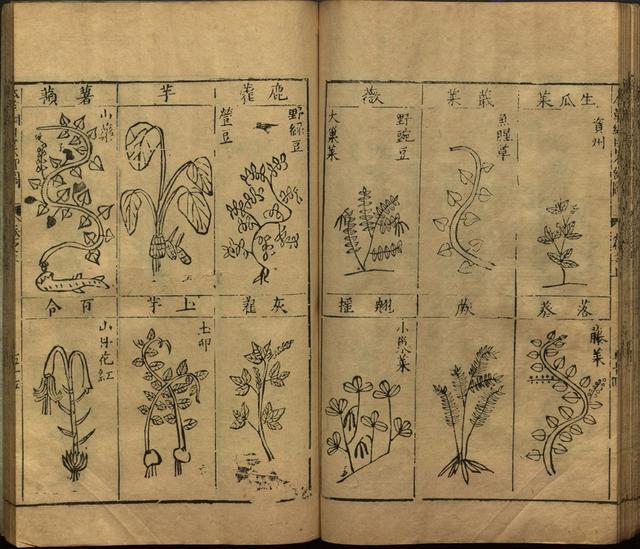 本草纲目全书带图，李时珍本草纲目全书（李时珍著《本草纲目》附图卷）