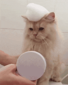 小猫多大可以洗澡，多大的猫咪可以洗澡（原来这么多年，铲屎官都错了）