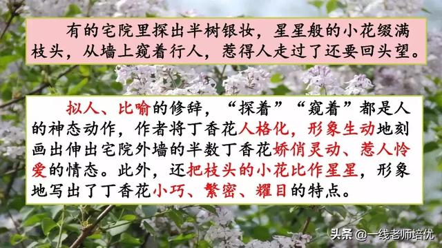 平淡无味的意思，清淡无味的意思（部编版六年级上册第2课《丁香结》重点知识点+图文解读）