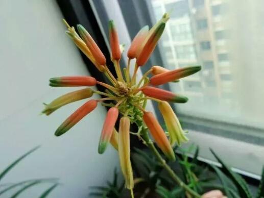 芦荟开花，总以为芦荟不会开花（芦荟开花图片 什么预兆）