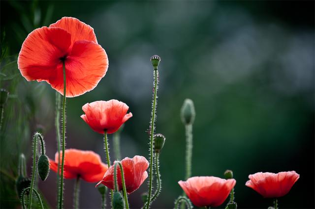 罂粟有几个品种，罂粟有观赏品种吗（罂粟和虞美人差别怎么这么大）