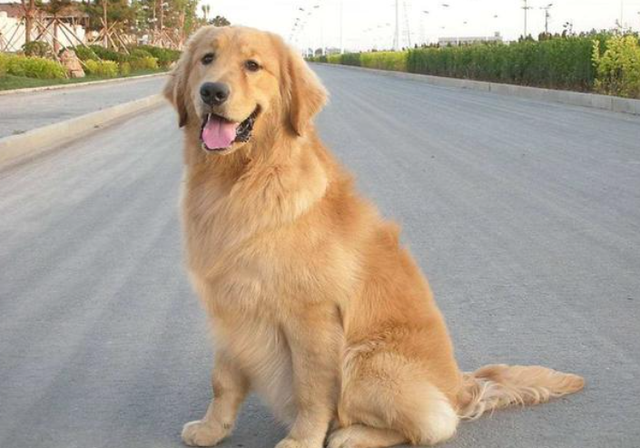 小金毛犬多少钱，金毛犬的价格多少钱一只（900元买下这只刚满两月的小金毛）