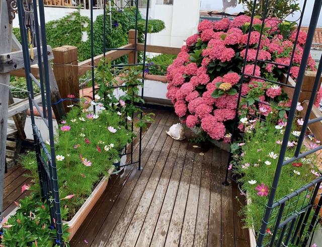 绣球花怎样种植，绣球花苗买回来怎么种植最好（还是太嫩了）