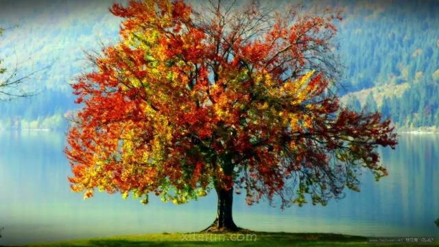 描写秋天思念的句子，秋天的思念句子短句唯美（一念秋风起，一念相思长）