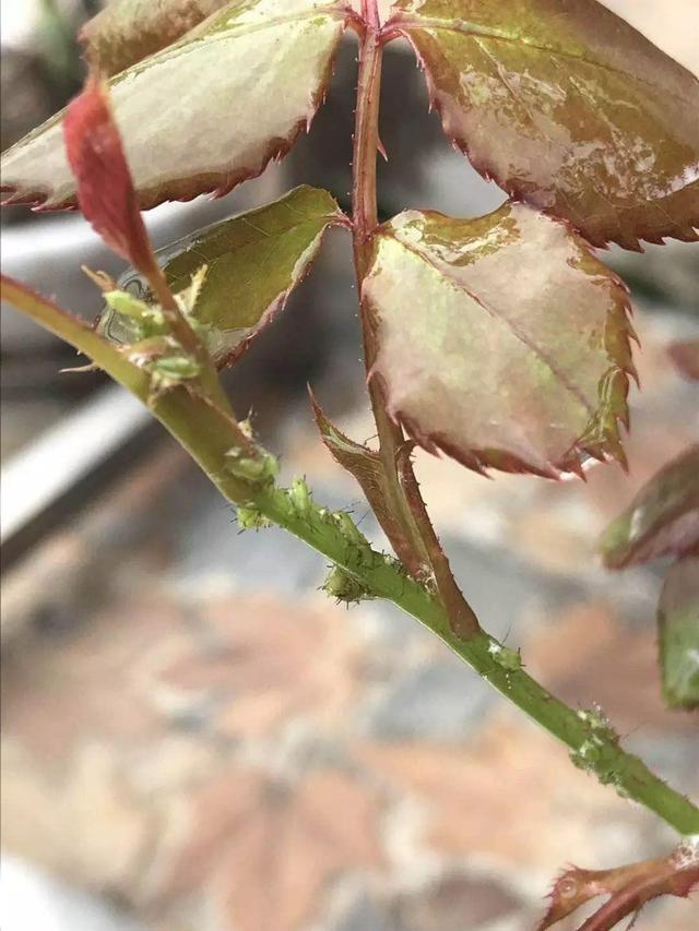 用醋兑水杀蚜虫有用吗，白醋杀蚜虫（浇花的水里加点这种料）