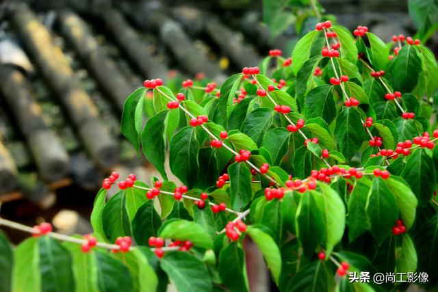 金银木的形态特征和果实作用详情介绍，金银木的果实功效与作用（黄白同枝姐妹花一一金银“木”）