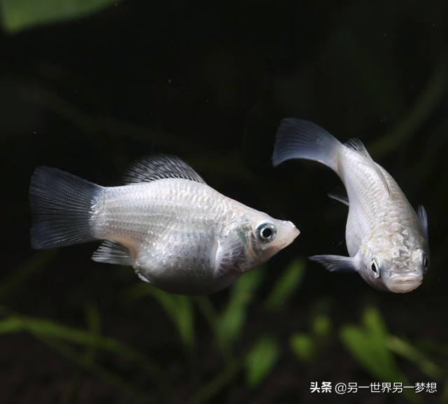 好繁殖的胎生鱼，耐寒胎生鱼（体验