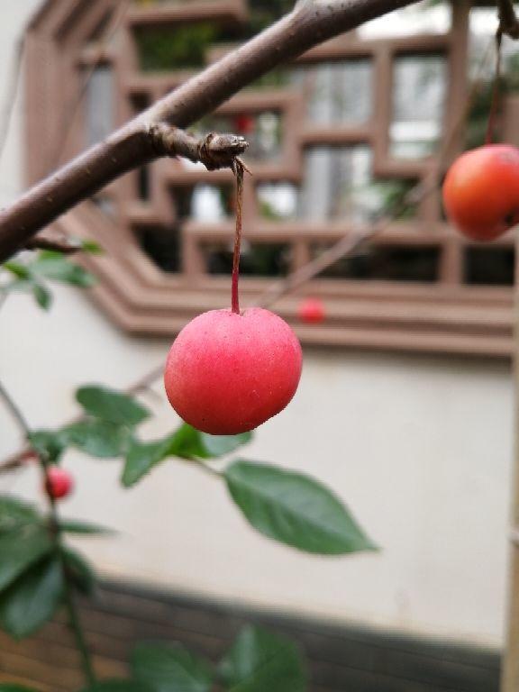 新鲜山楂的吃法，新鲜山楂的吃法和禁忌（山楂还可以这样吃）