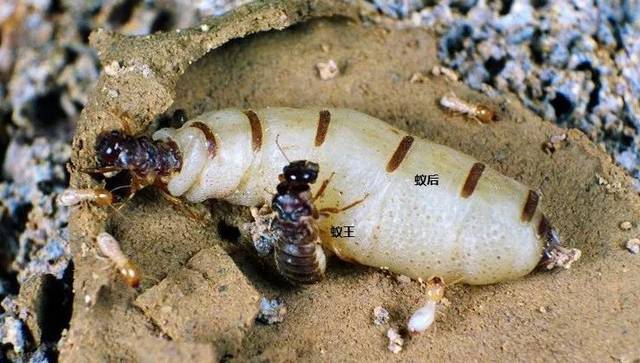 但蚁后一旦死亡,而蚁后将组建一个新的族群,雄蚁就会死去,而一旦受精