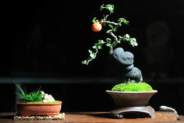 制作迷你盆栽的小窍门，教你如何制作出一盆极品微型盆景