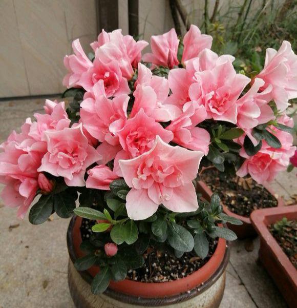 强酸有哪些，强酸和弱酸怎么区分（立变“酸性土”）