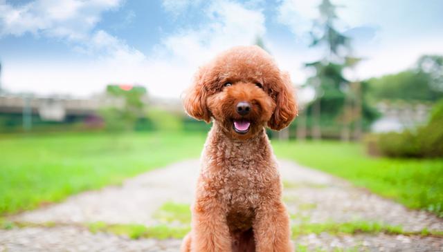 腊肠犬身上体味很重是什么原因导致的，为什么腊肠犬很少了（狗界最“耐活”的六种狗）