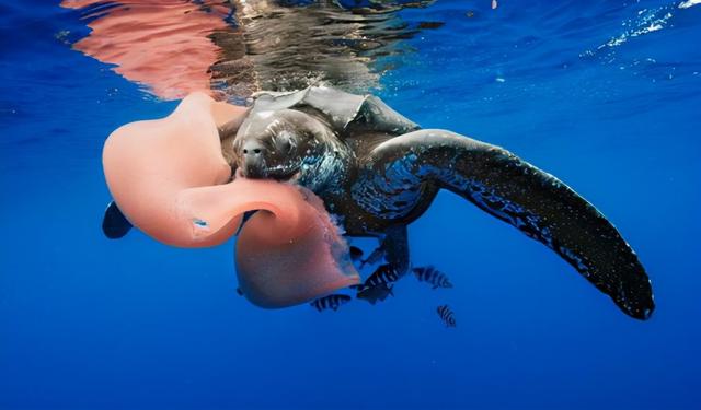 沙虫的特点，沙虫有什么区别（潜水员发现十几米长巨型怪虫）