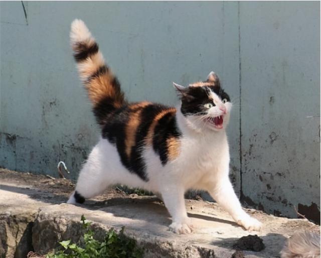 猫尾巴竖起来什么意思，小猫翘着尾巴是什么意思（一动尾巴就出卖心情的猫咪也太可爱了）