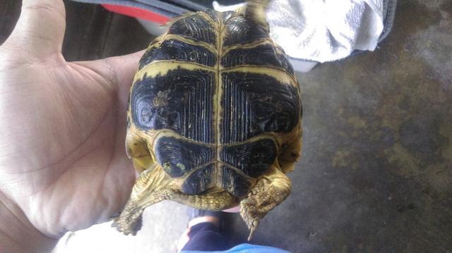 俄罗斯陆龟是什么龟，俄罗斯陆龟是什么龟类（又叫俄罗斯陆龟）