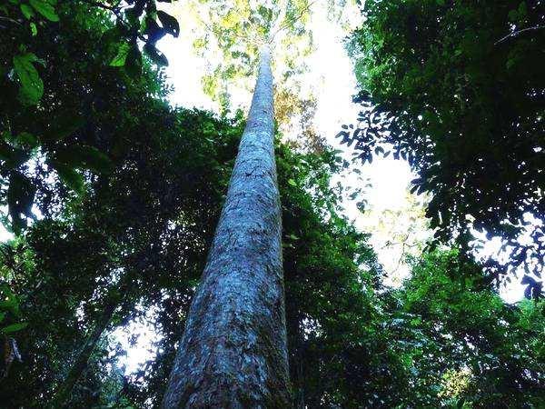 最大的动物，地球已有的最大动物、植物、真菌都是啥（最大的动物体重约多少吨）