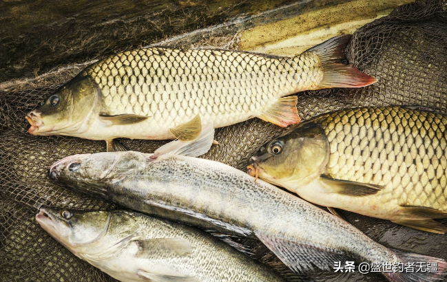 选对饵料事半功倍！钓鲫鱼最佳鱼饵推荐，助你轻松爆护上鱼不断