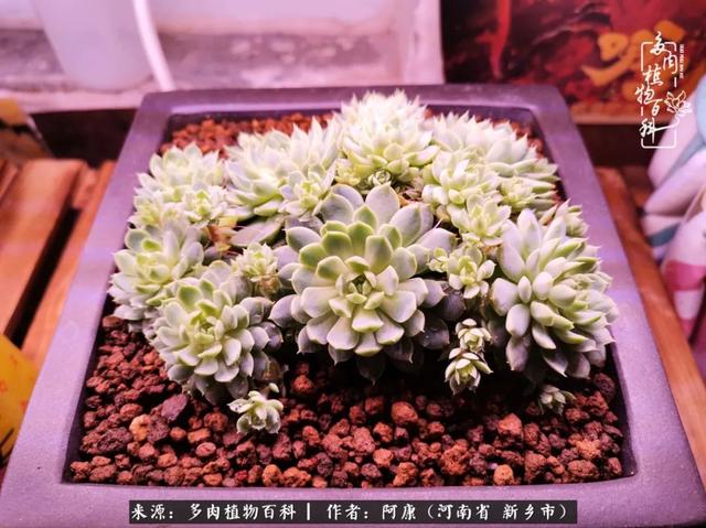 2021九·一八事变是多少周年，2021年是九一八事变的几周年（献给2021最好的春天）