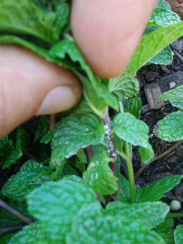 薄荷为什么不能在家养，薄荷的10种食用方法（为什么别人家的就随便长）